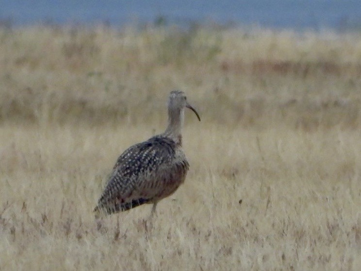 Long-billed Curlew - ML640328507