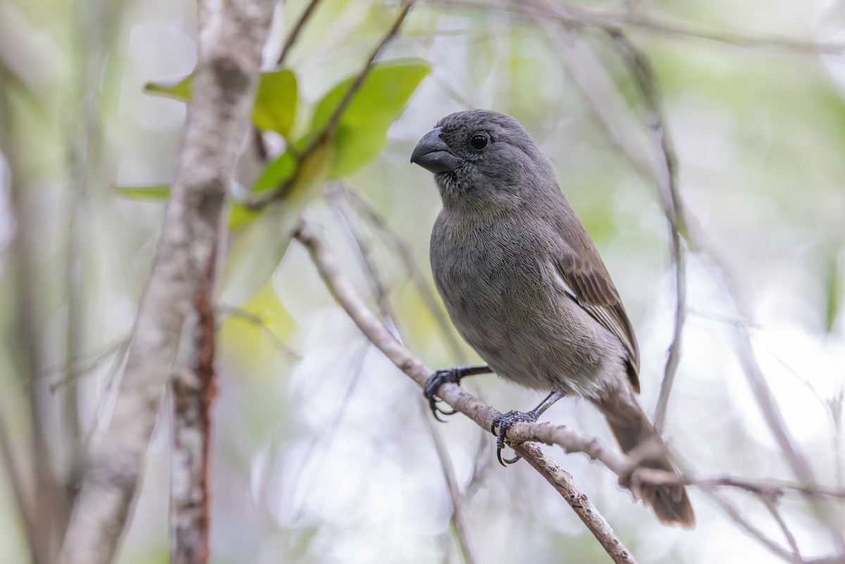 Grand Cayman Bullfinch - ML640328508