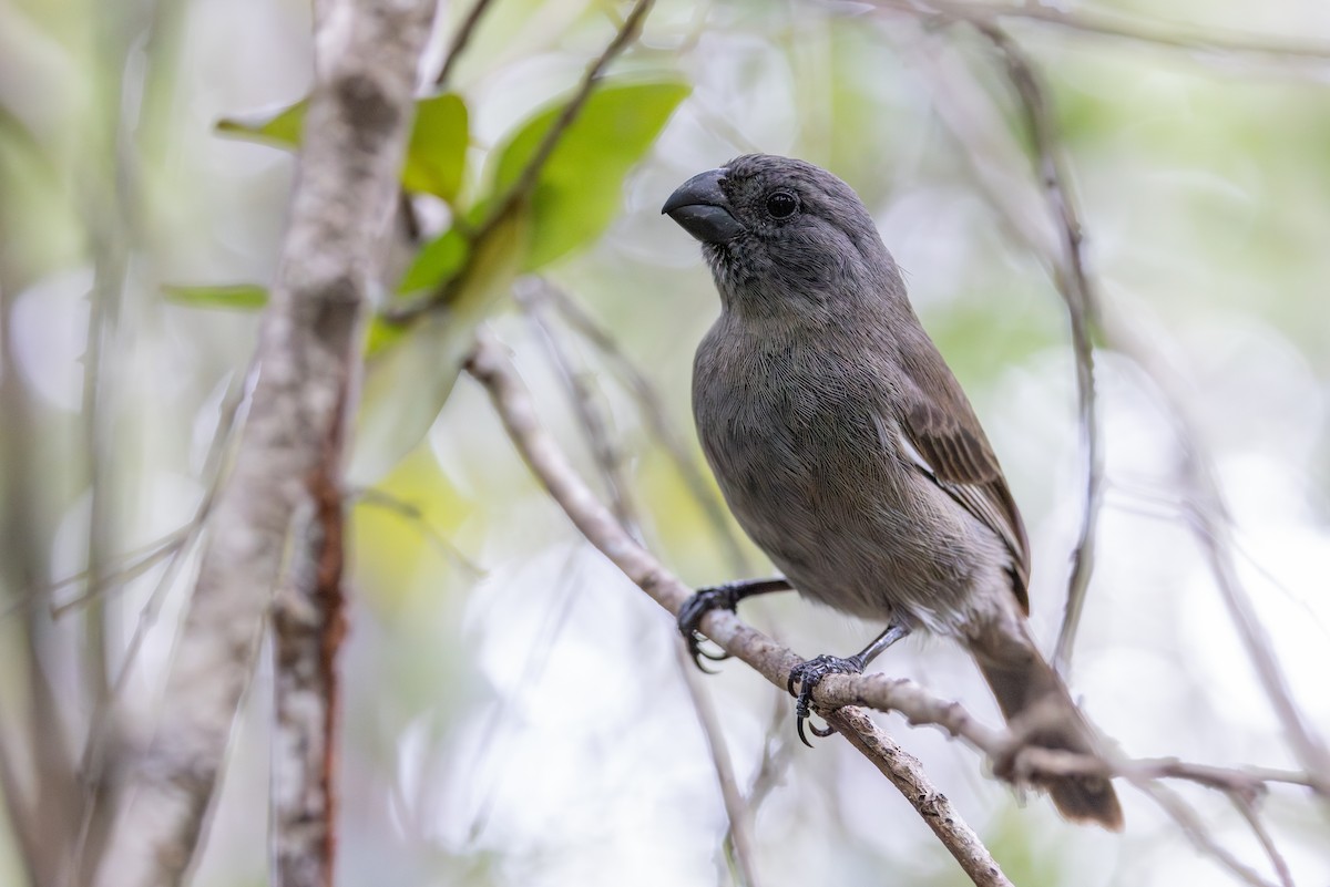 Grand Cayman Bullfinch - ML640328509