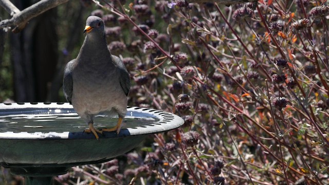 Band-tailed Pigeon (Northern) - ML640328512