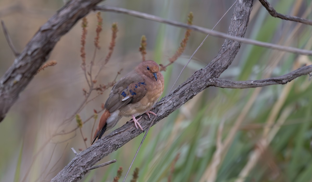 Blue-eyed Ground Dove - ML640328514
