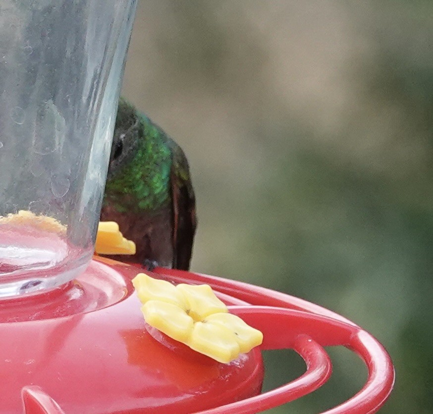Berylline Hummingbird - ML640328537