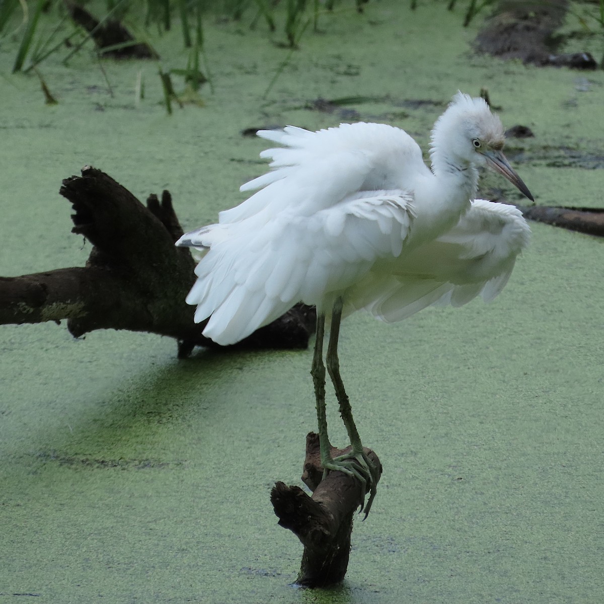 Little Blue Heron - ML640328556
