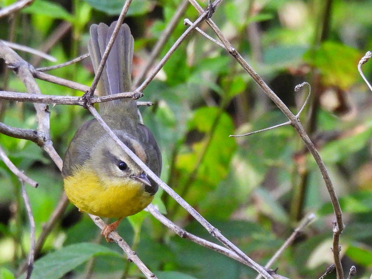 Golden-crowned Warbler - ML640328567