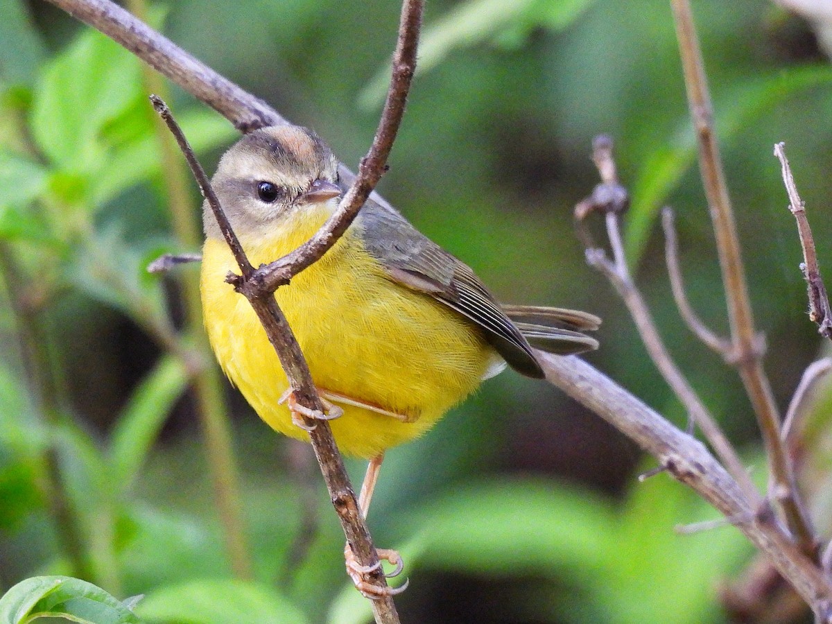 Golden-crowned Warbler - ML640328568