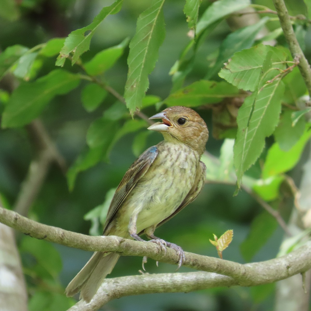 Indigo Bunting - ML640328573