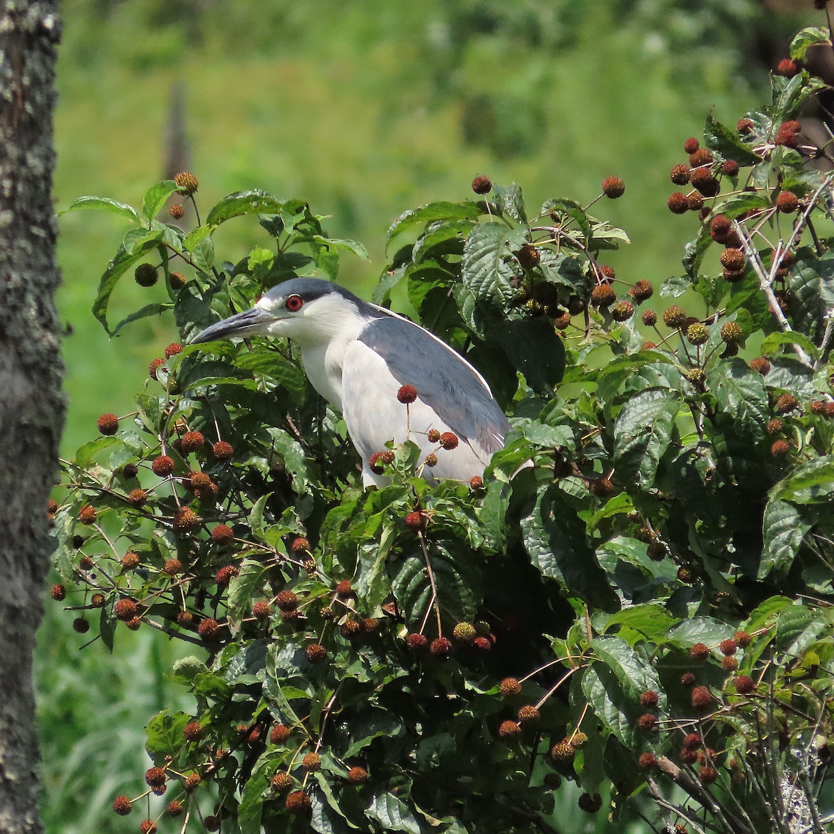 Black-crowned Night Heron - ML640328587