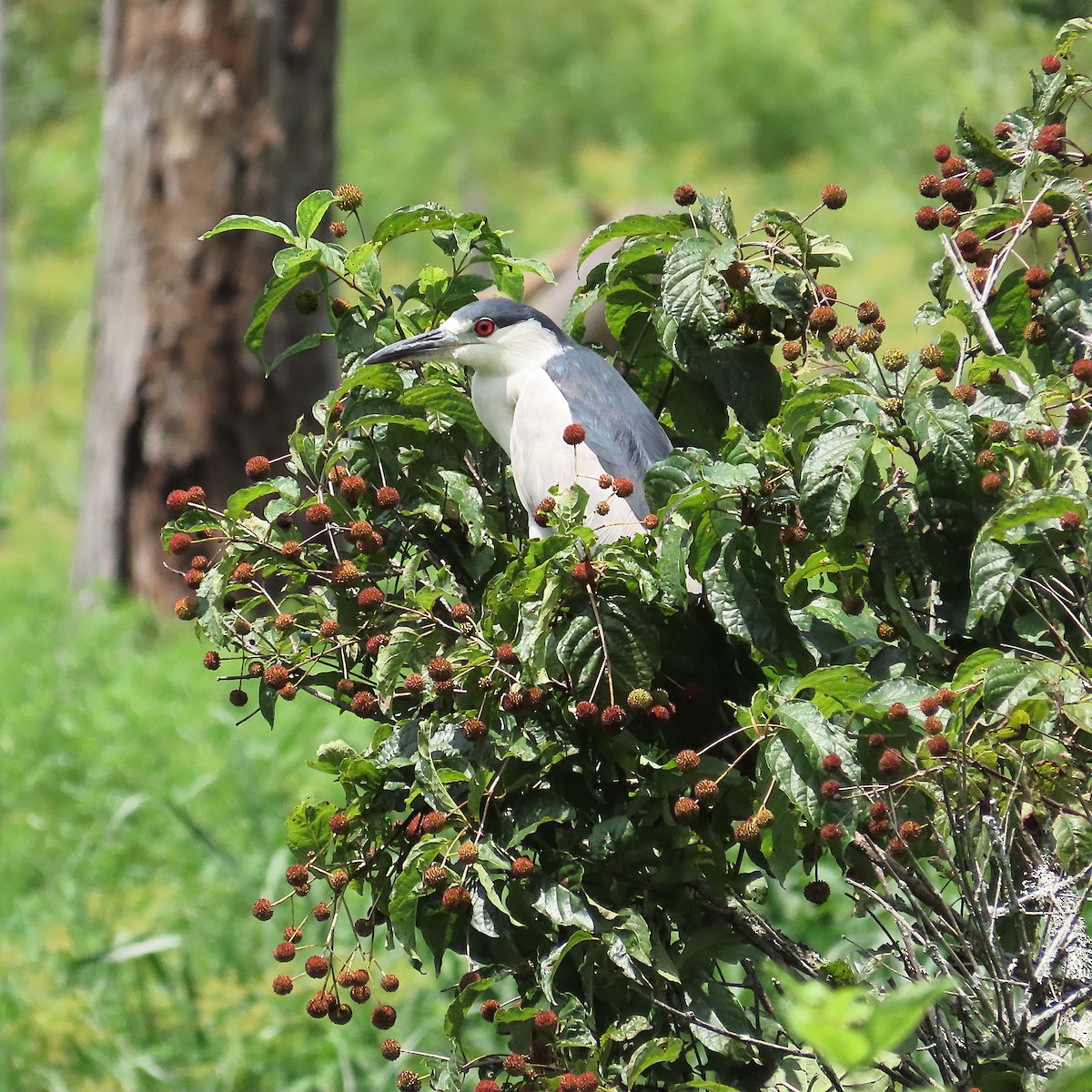 Black-crowned Night Heron - ML640328592