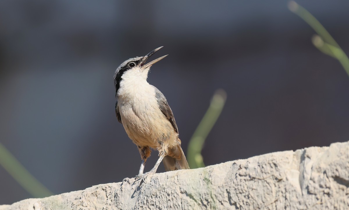Western Rock Nuthatch - ML640328639