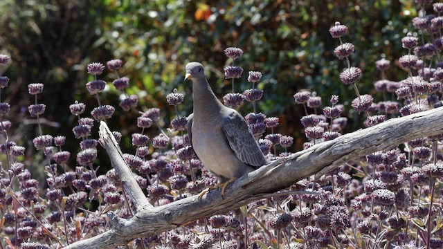 Band-tailed Pigeon (Northern) - ML640328688