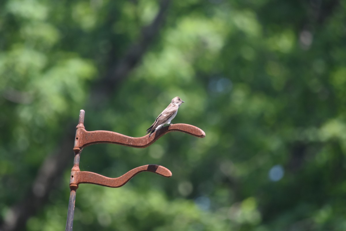 Northern Rough-winged Swallow - ML640328696