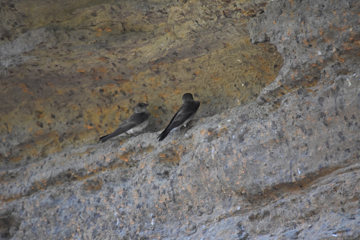 Northern Rough-winged Swallow - ML640328697