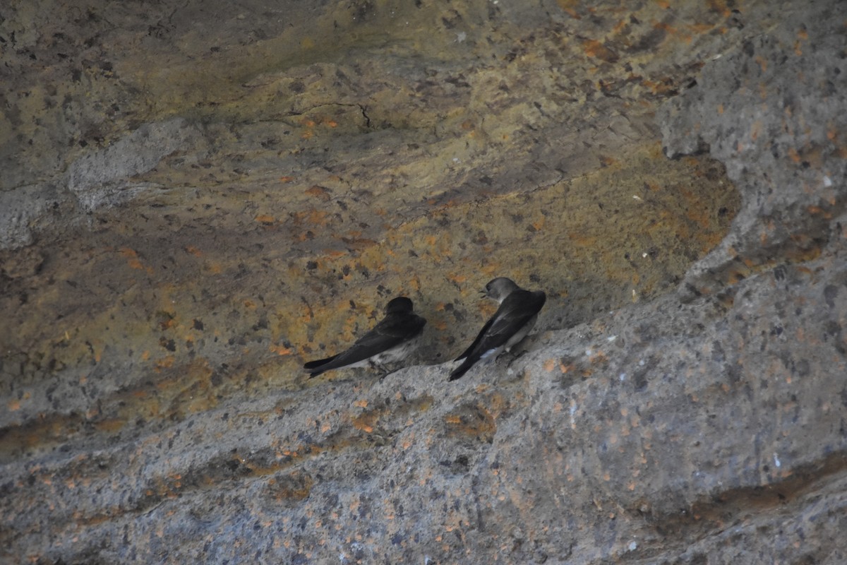 Northern Rough-winged Swallow - ML640328698