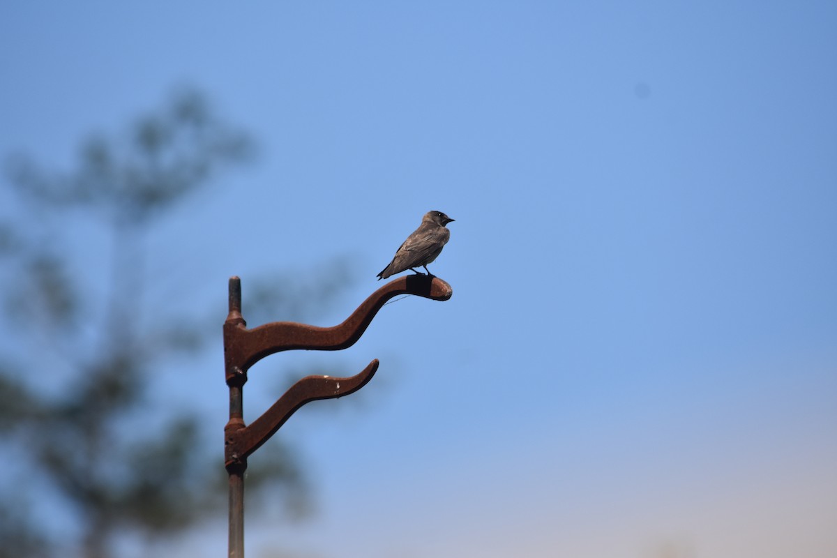 Northern Rough-winged Swallow - ML640328700
