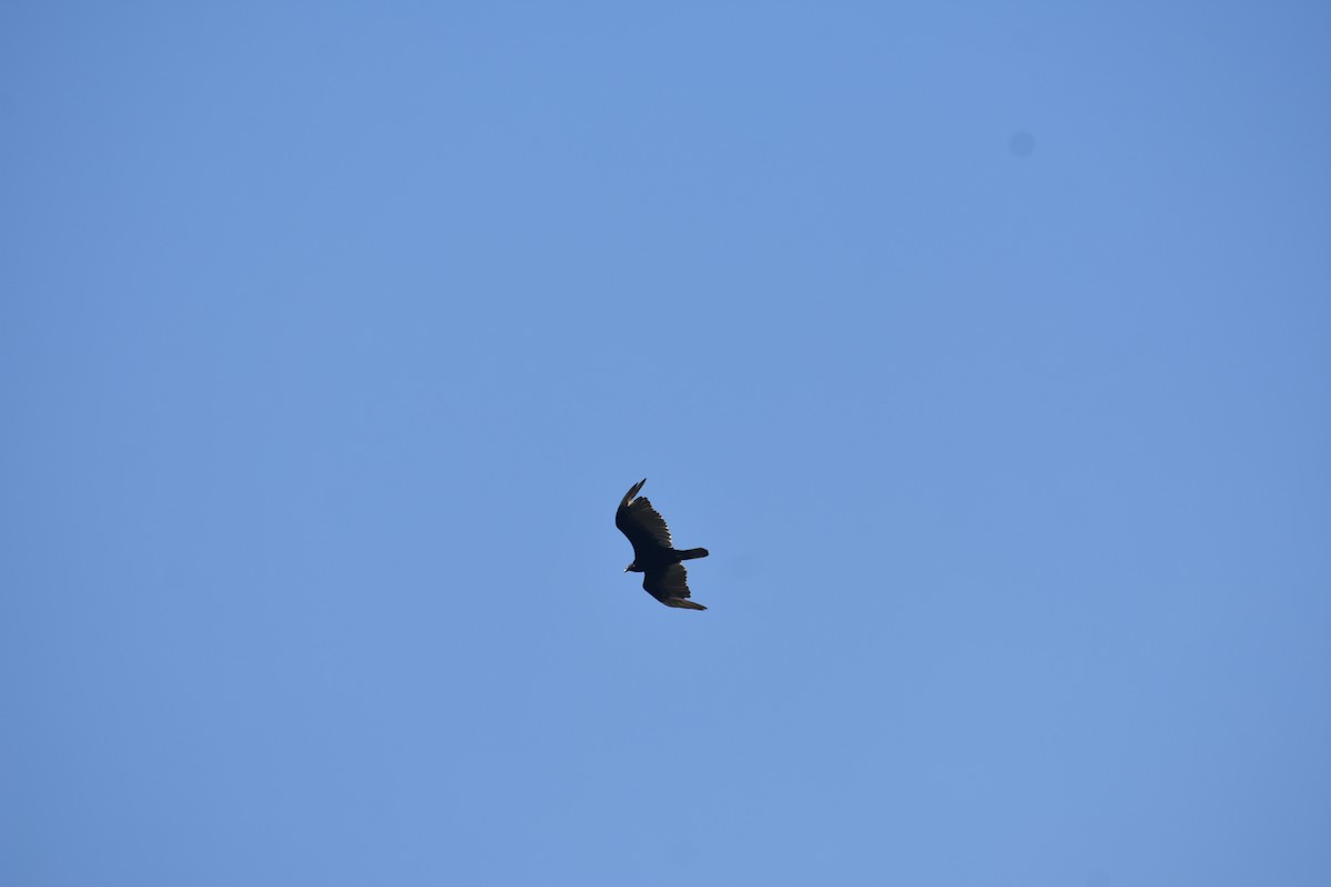 Turkey Vulture - ML640328765