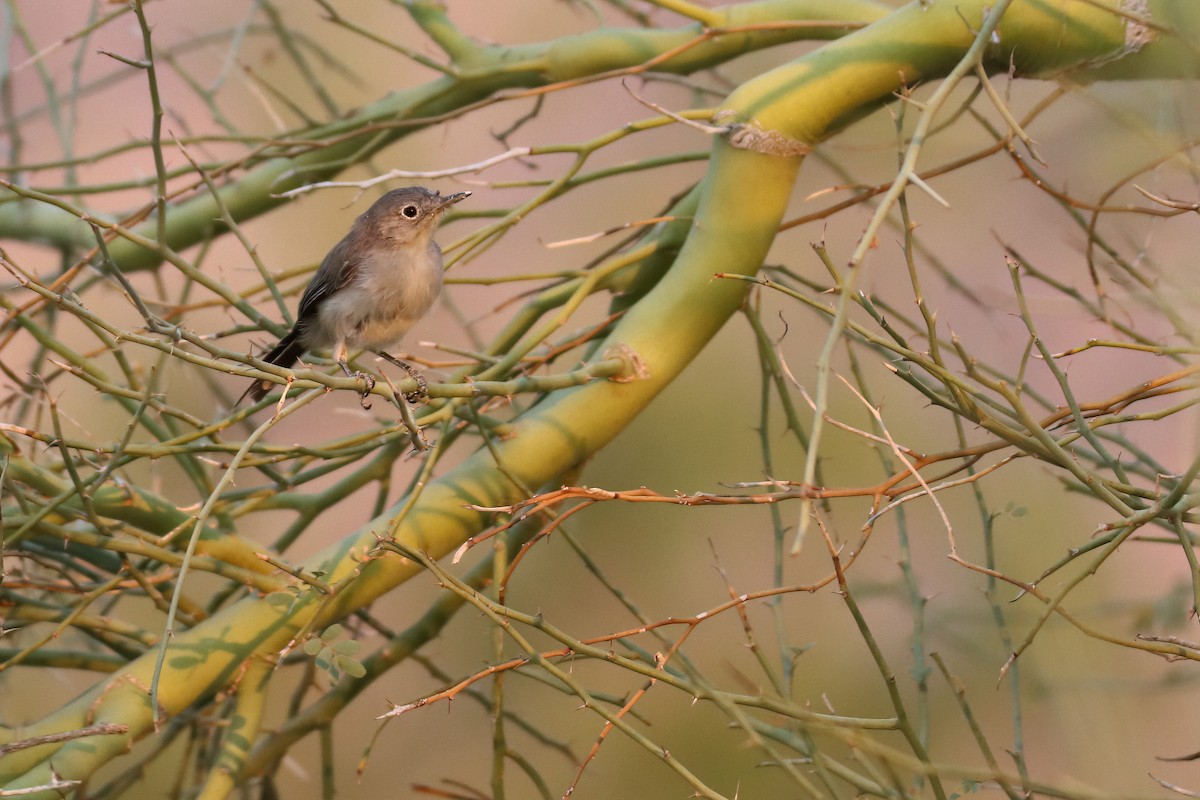 Black-tailed Gnatcatcher - ML640328767