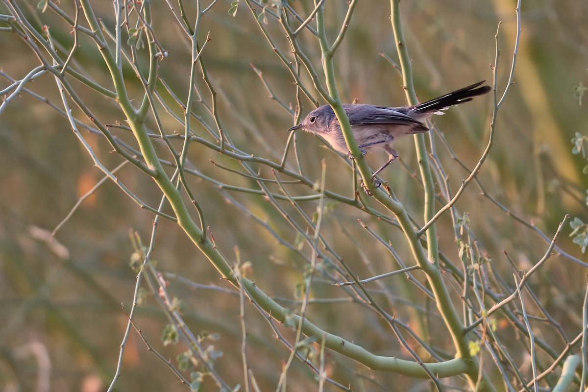 Black-tailed Gnatcatcher - ML640328768