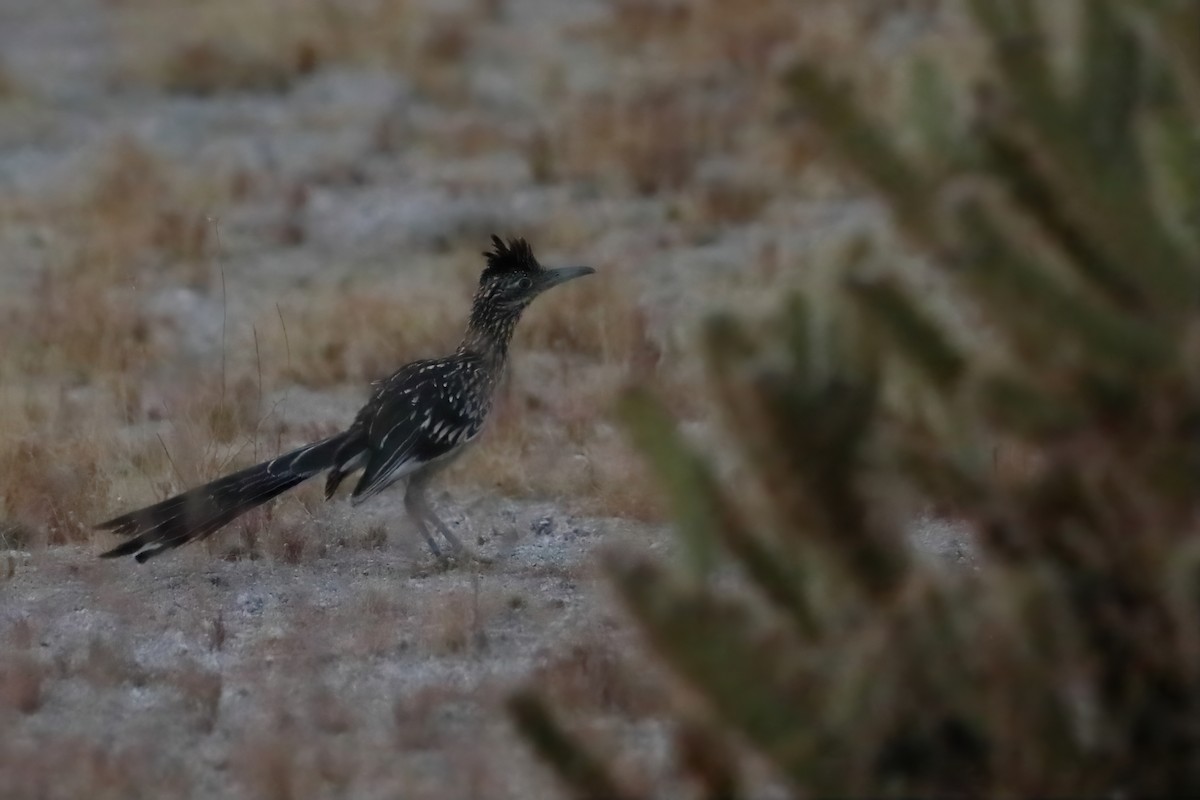 Greater Roadrunner - ML640328781