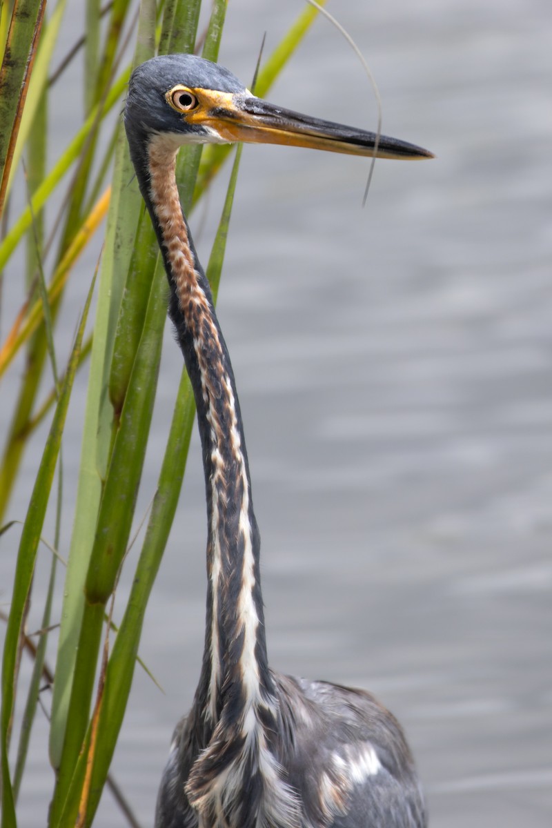 Tricolored Heron - ML640328782