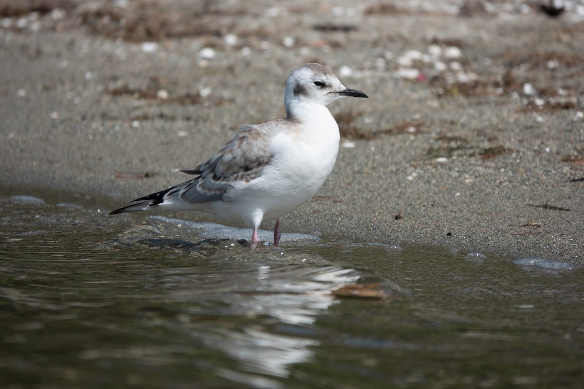 Bonaparte's Gull - ML640328783