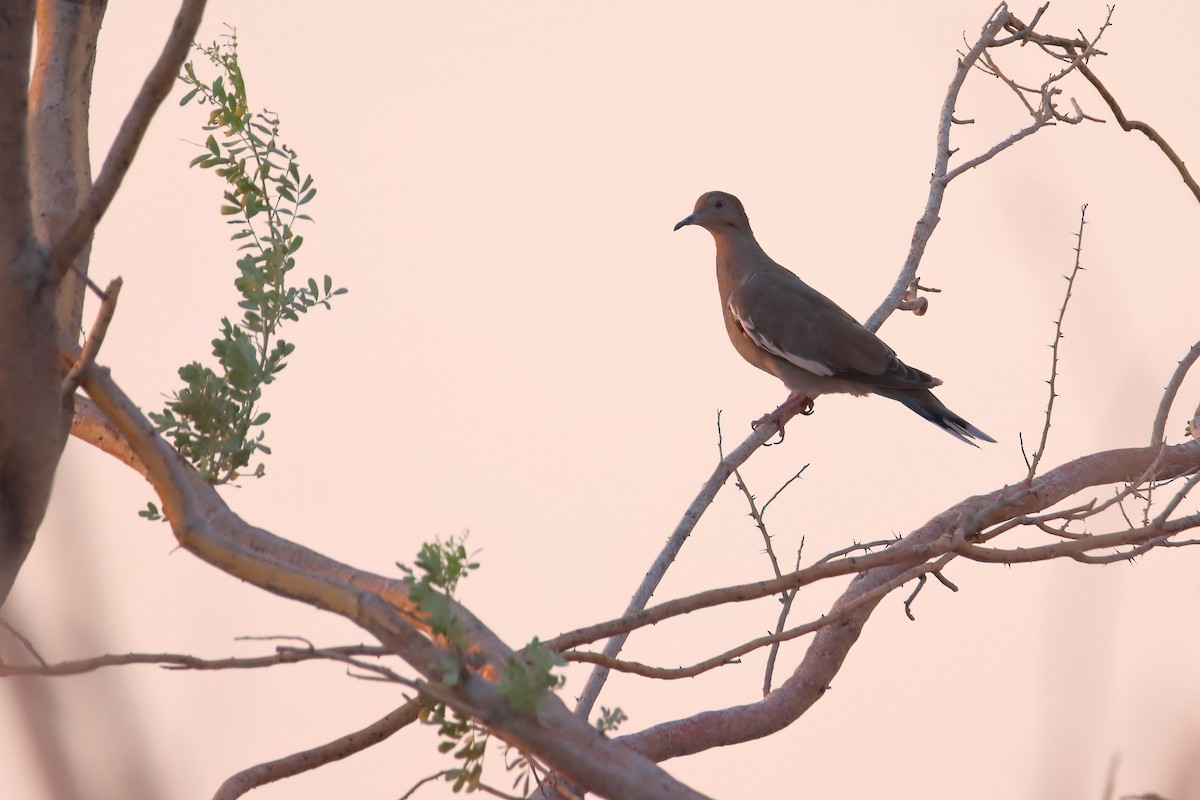 White-winged Dove - ML640328789