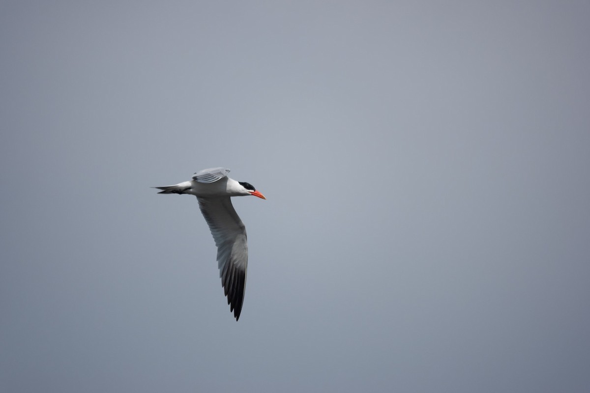 Caspian Tern - ML640328793