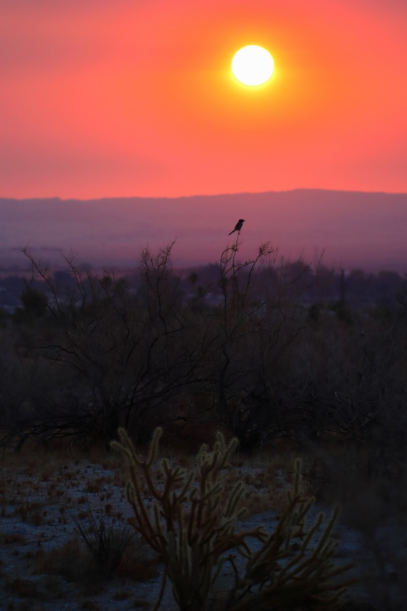 Loggerhead Shrike - ML640328797