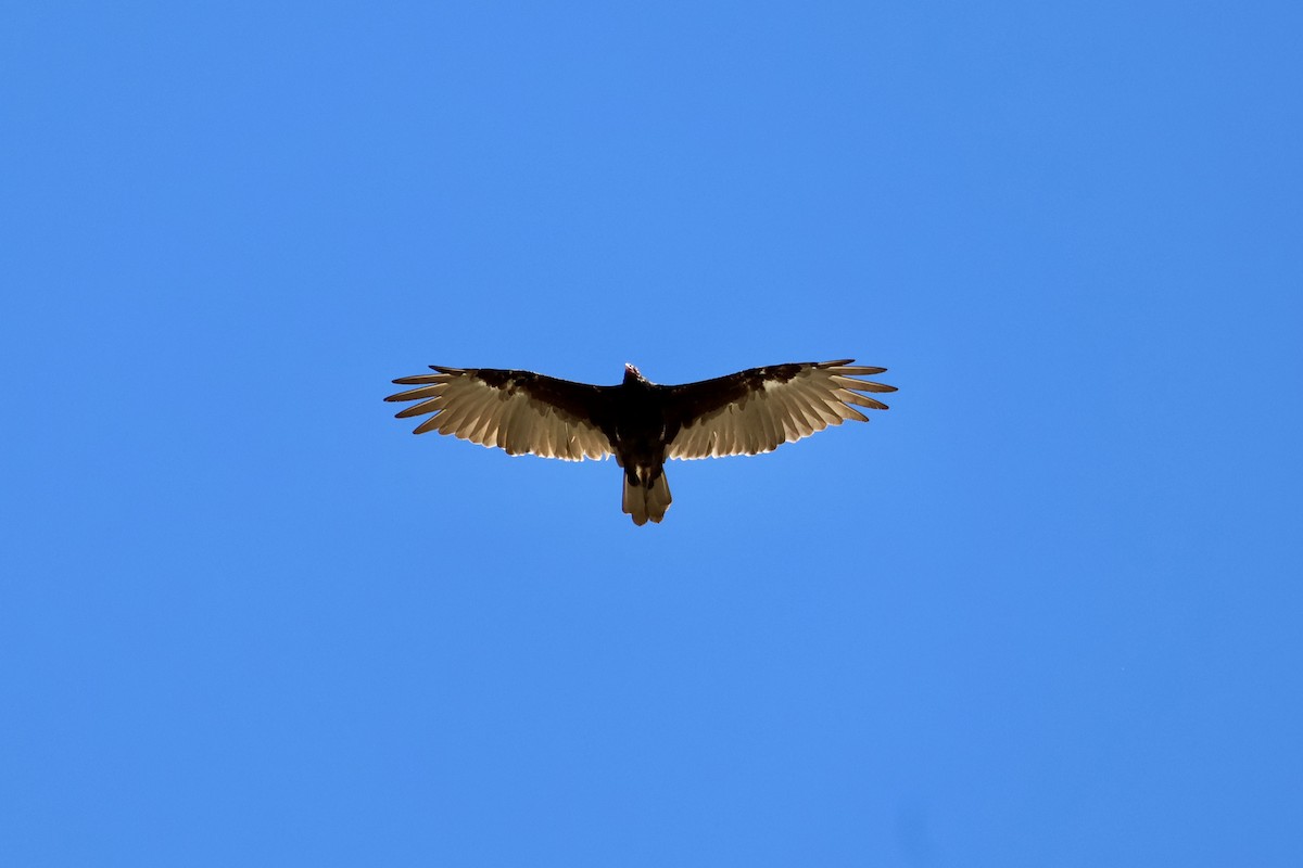 Turkey Vulture - ML640328805
