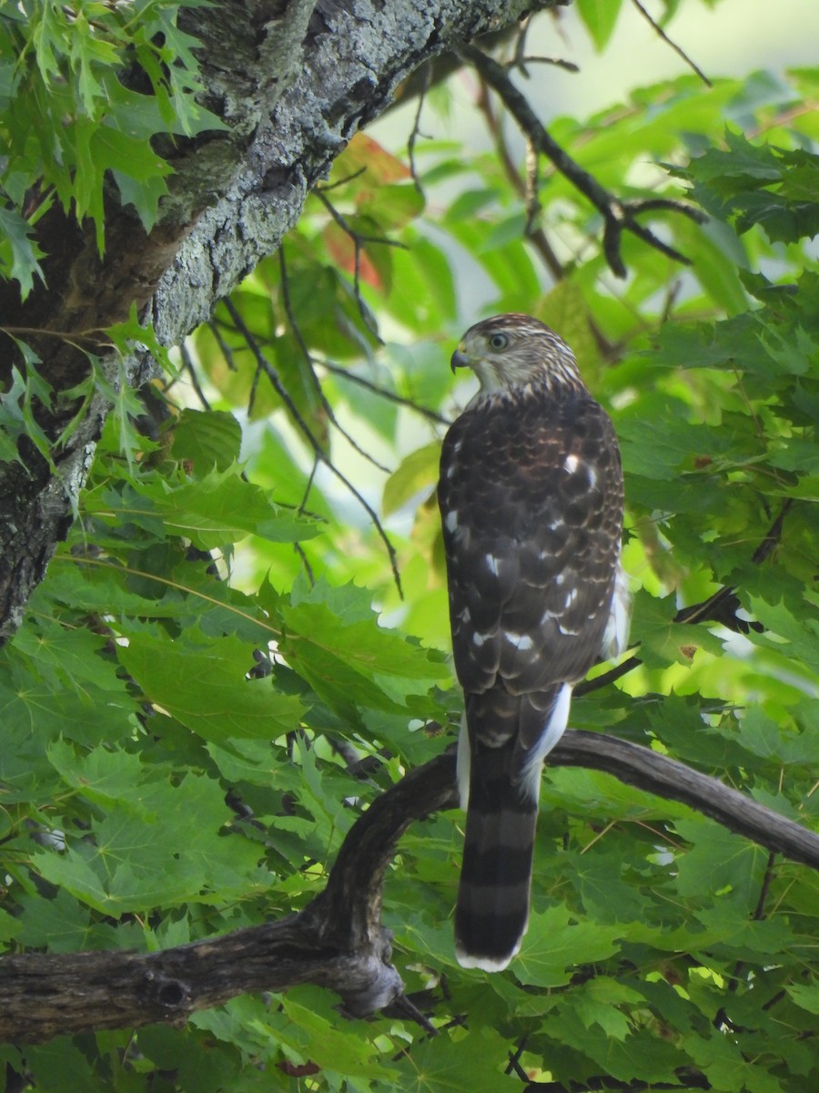 Cooper's Hawk - ML640328811