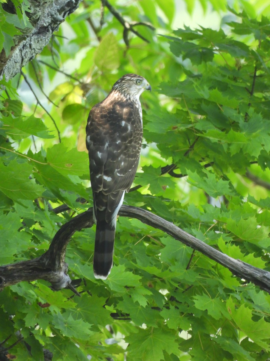 Cooper's Hawk - ML640328812