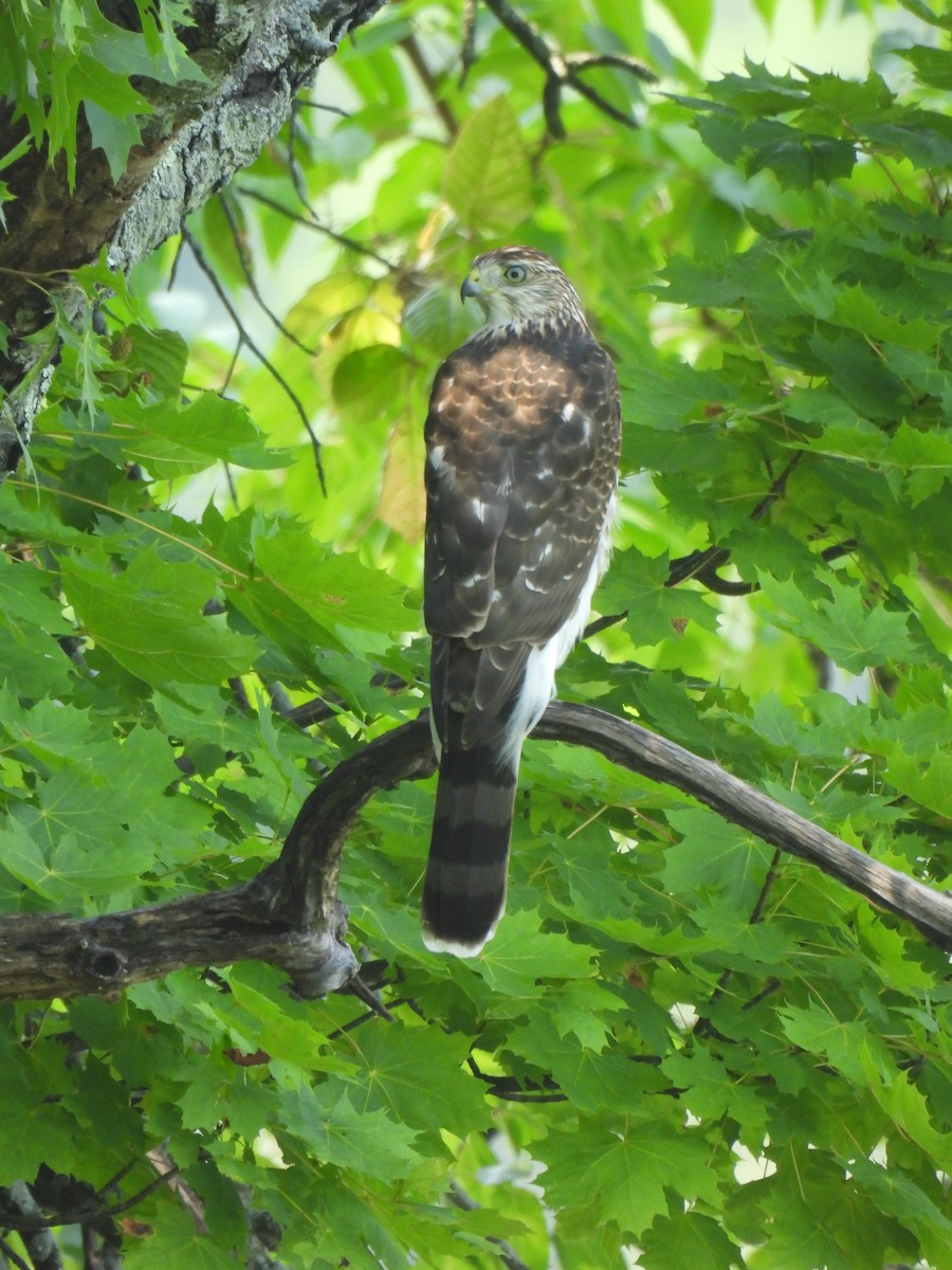 Cooper's Hawk - ML640328813