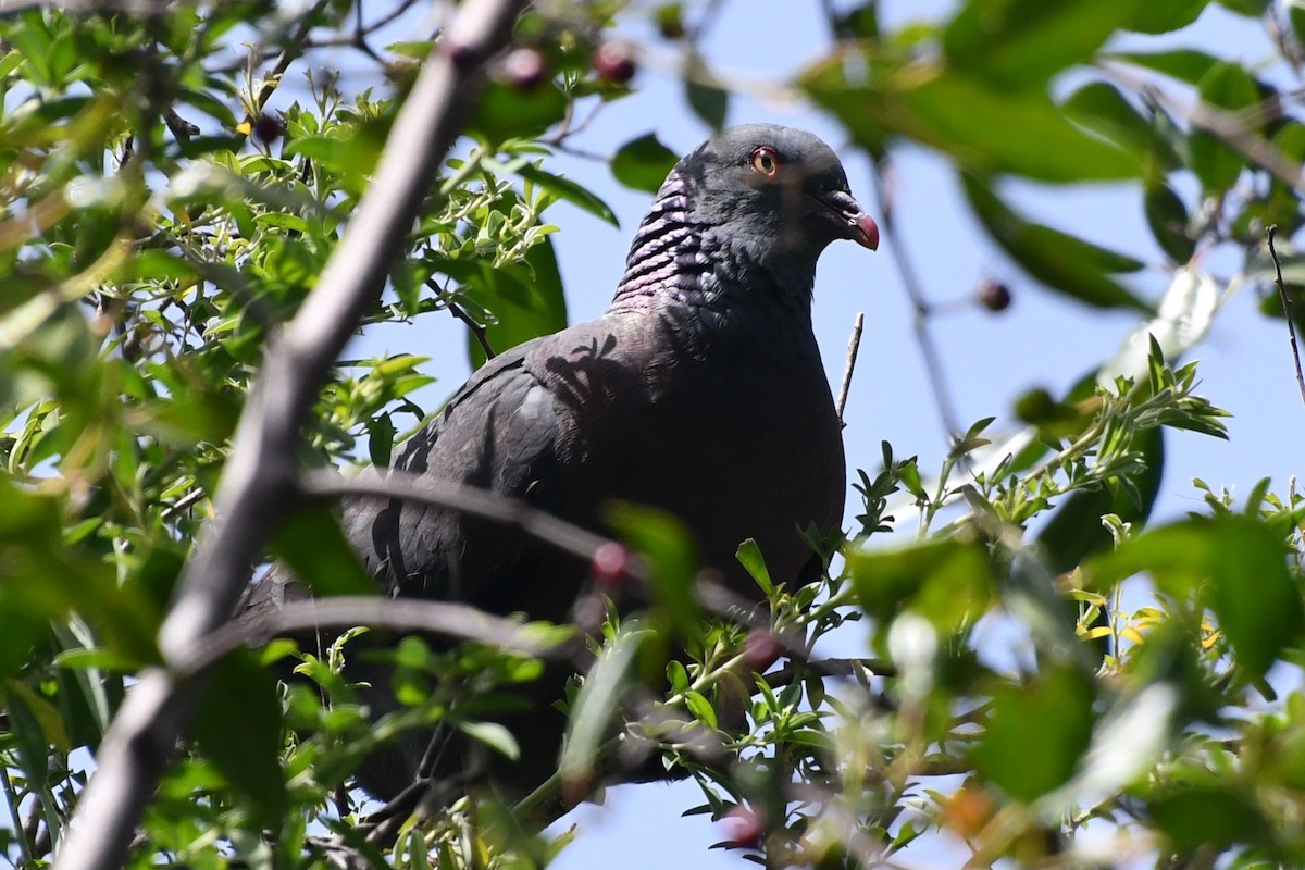 Bolle's Pigeon - ML640328830