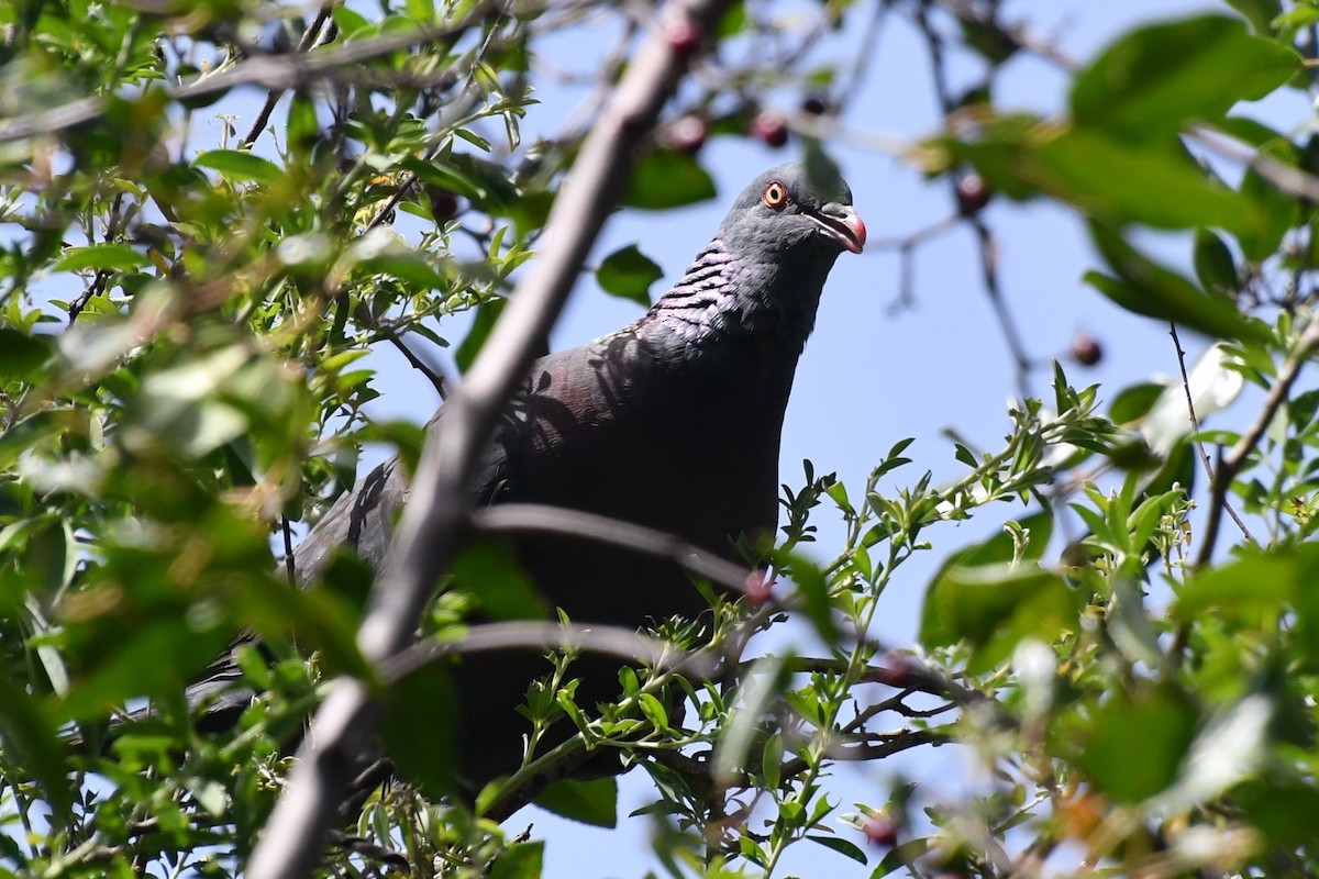 Bolle's Pigeon - ML640328832