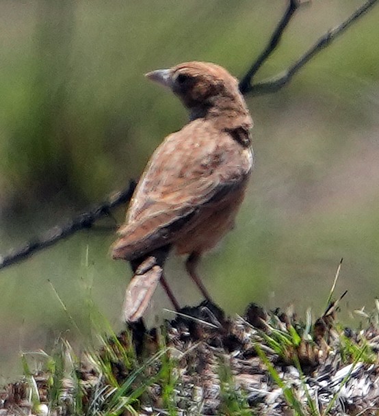 Eastern Clapper Lark - ML640328844