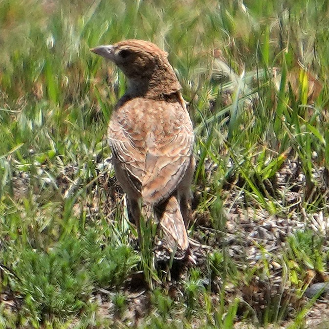 Eastern Clapper Lark - ML640328846