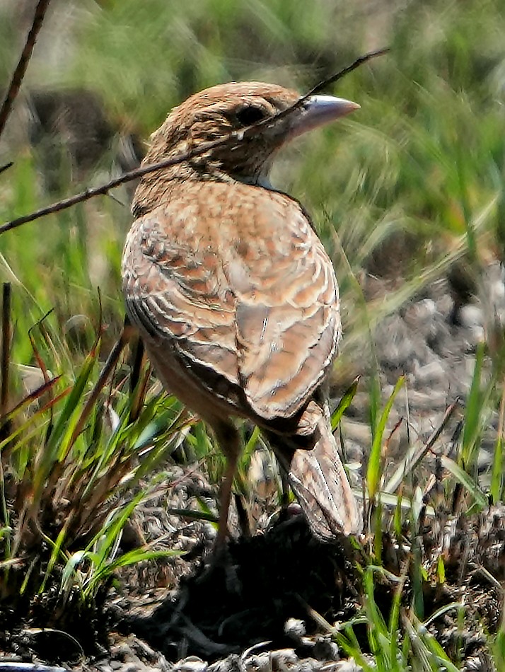 Eastern Clapper Lark - ML640328847