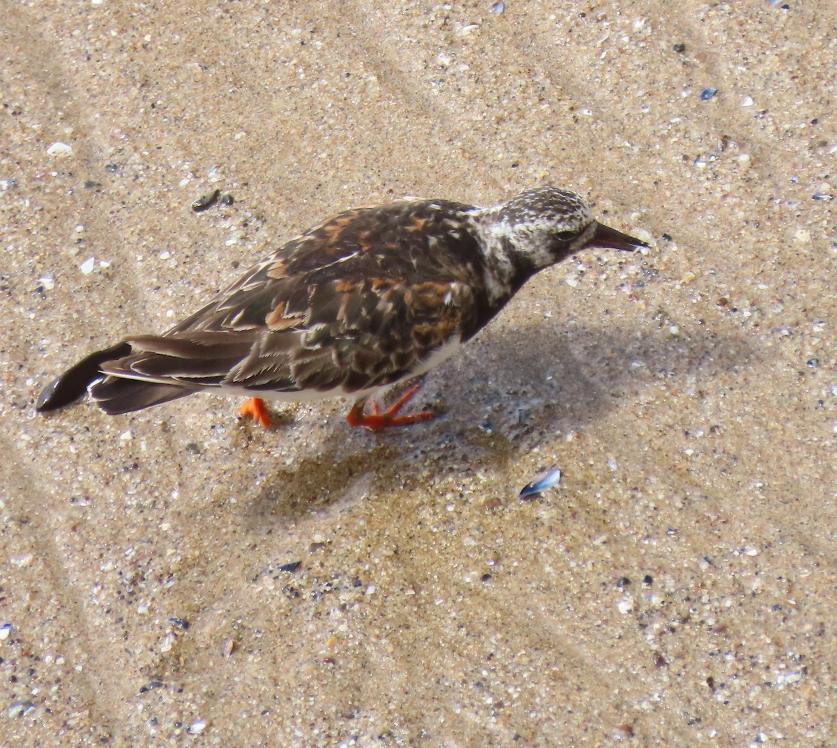 Ruddy Turnstone - ML640328855