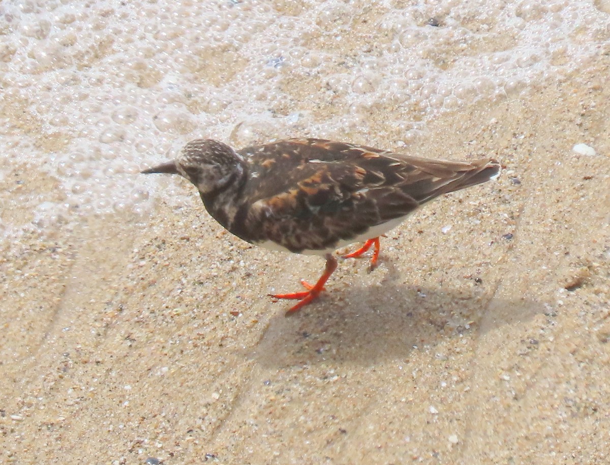 Ruddy Turnstone - ML640328856