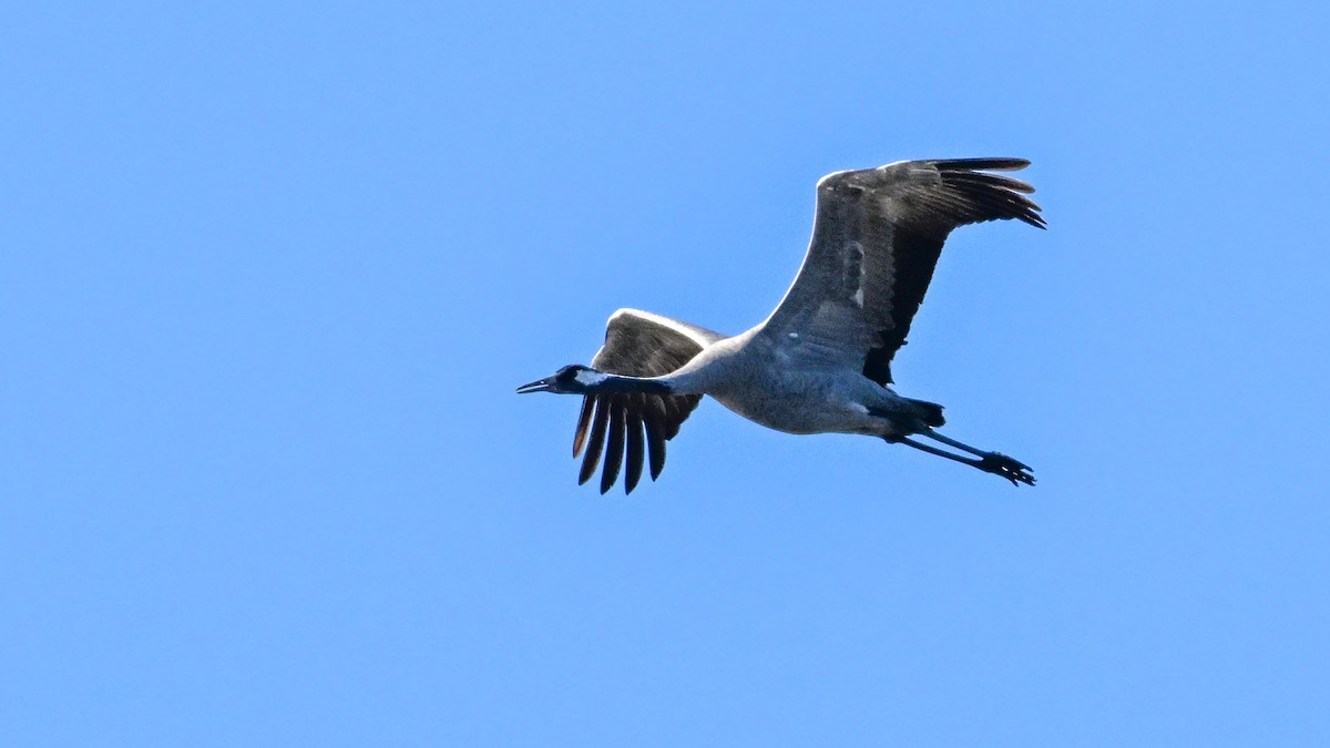 Common Crane - ML640328867
