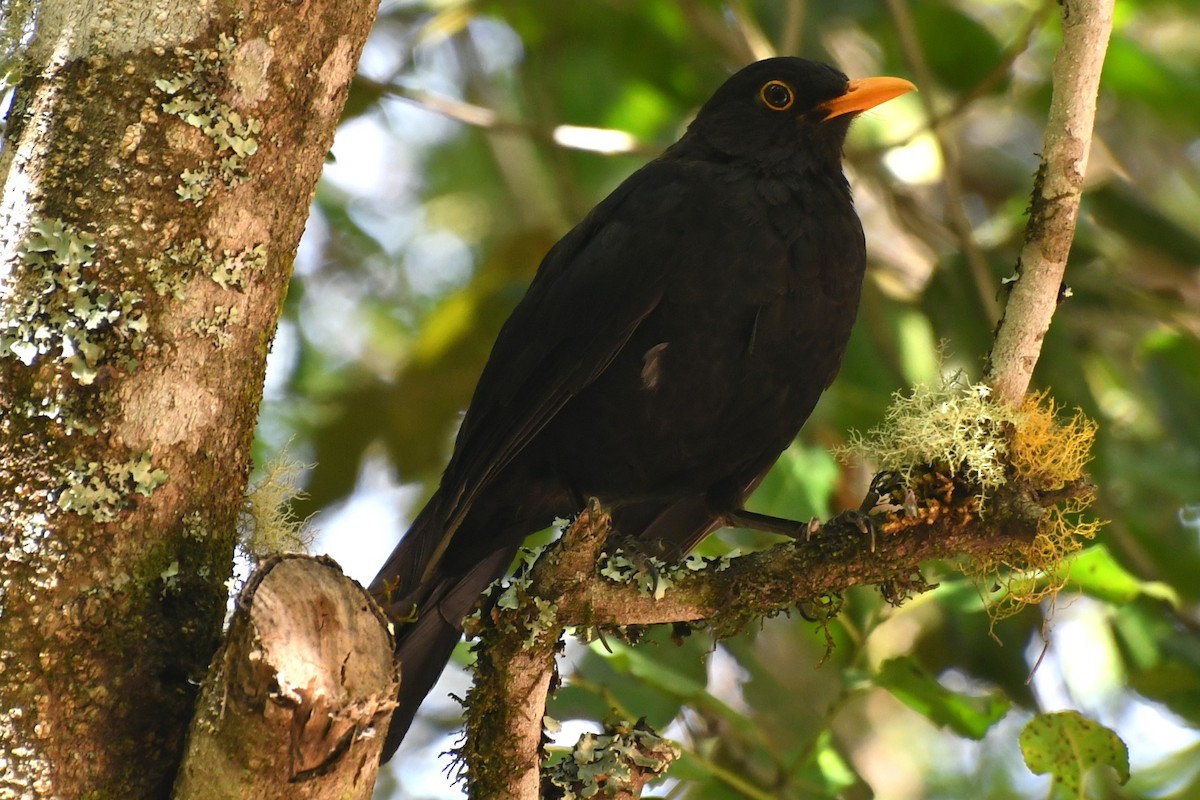 Eurasian Blackbird - ML640328870