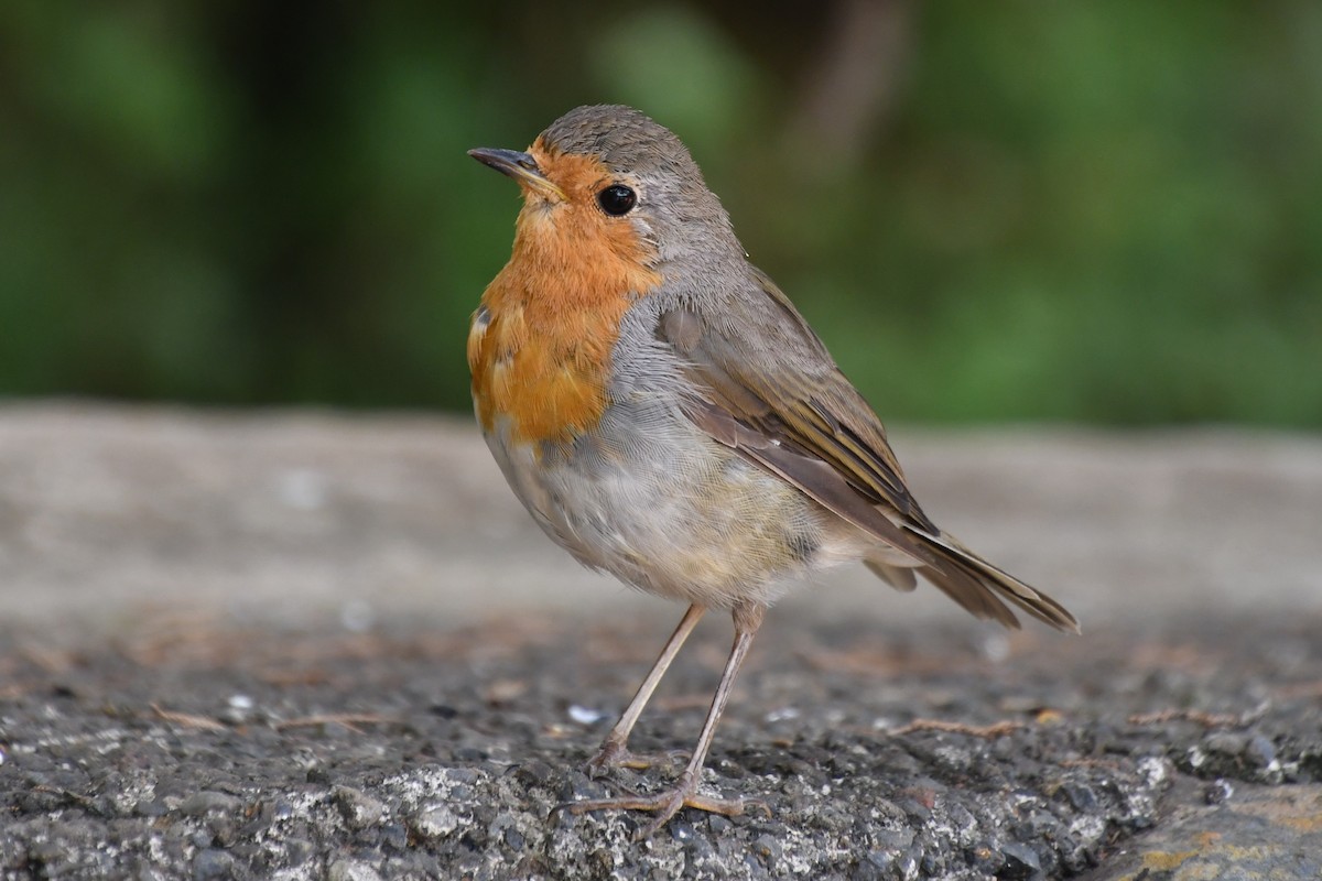 European Robin - ML640328911