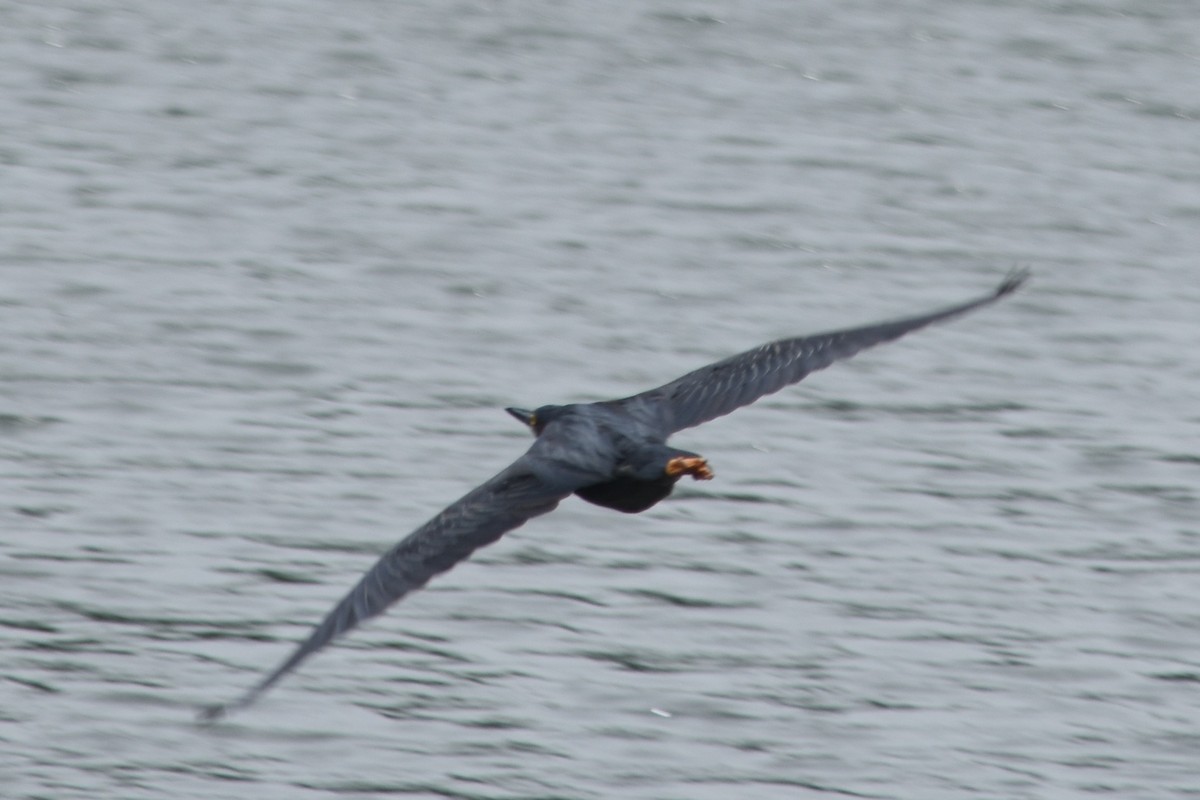 Green Heron - ML640328971