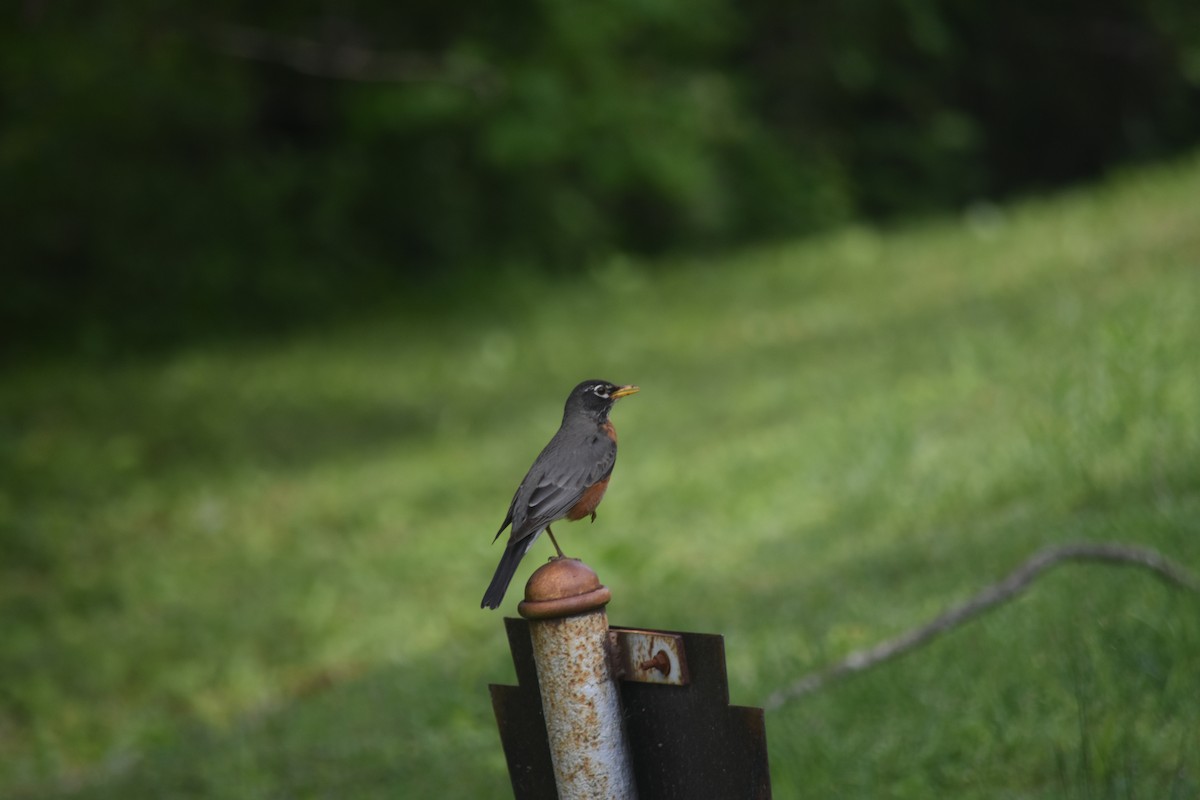 American Robin - ML640328973