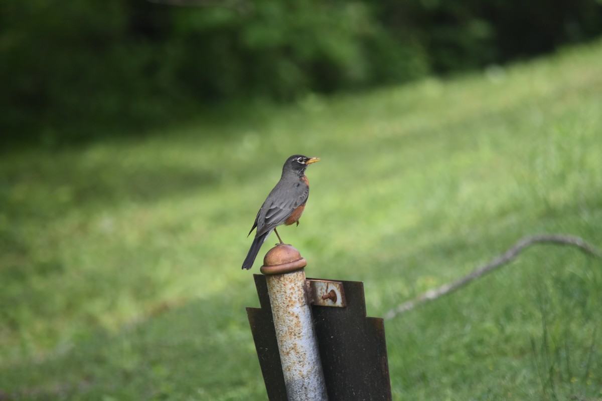 American Robin - ML640328974
