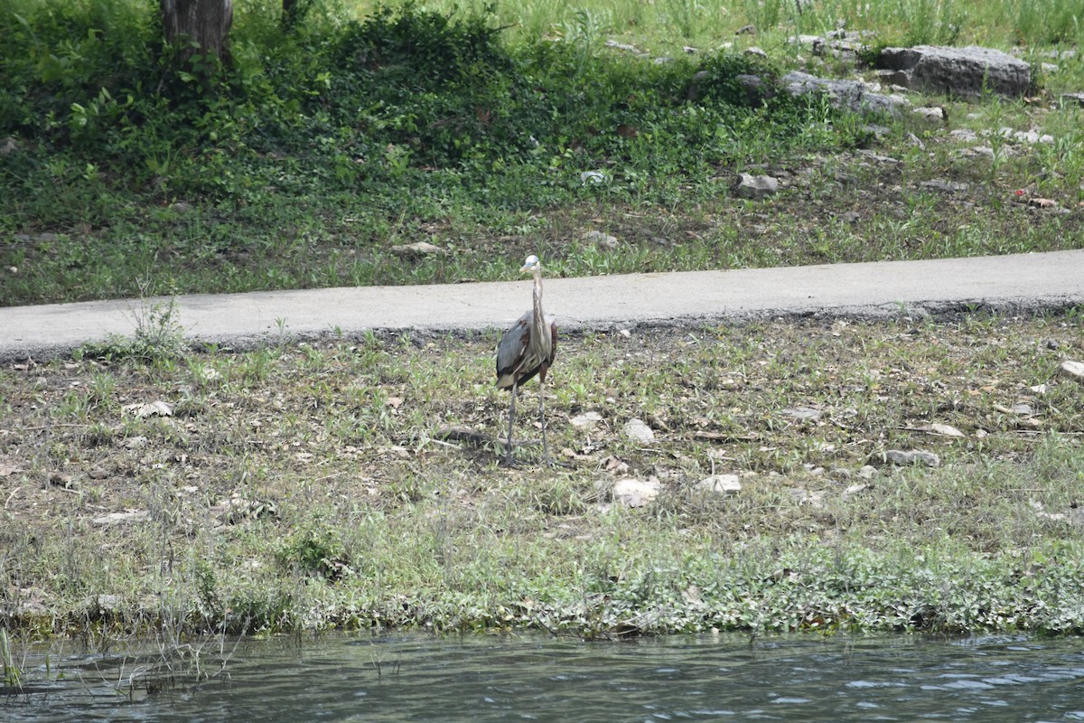 Great Blue Heron - ML640328989