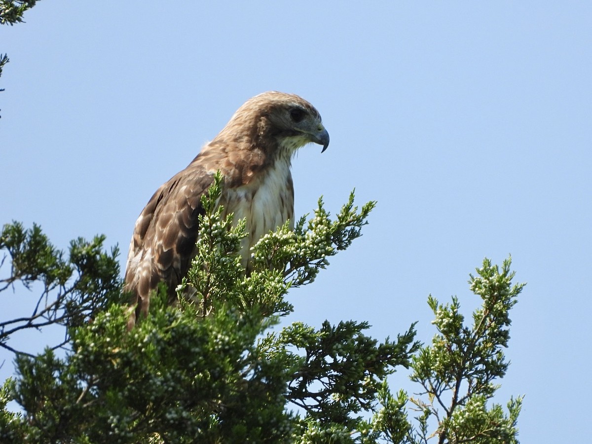 Red-tailed Hawk - ML640329068