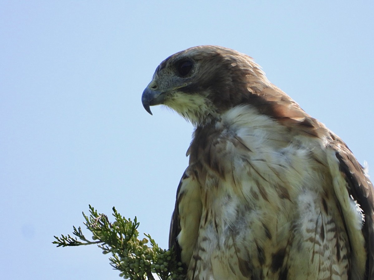 Red-tailed Hawk - ML640329070