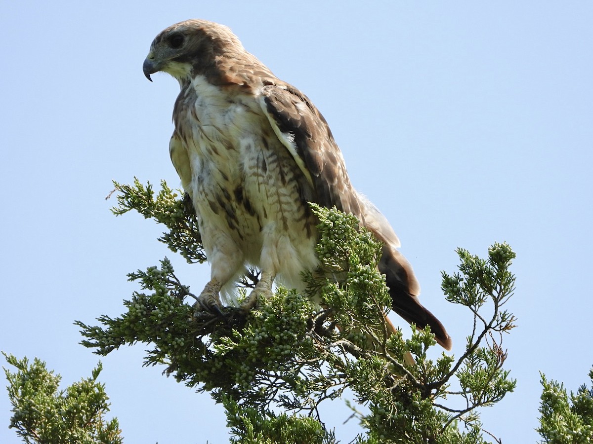 Red-tailed Hawk - ML640329072