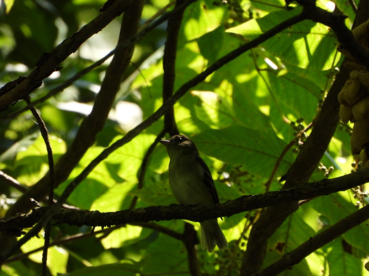 Acadian Flycatcher - ML640329074