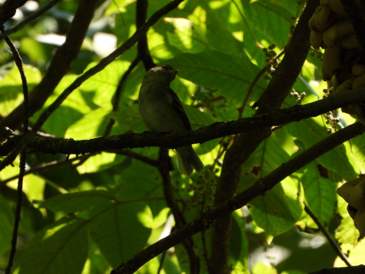 Acadian Flycatcher - ML640329075
